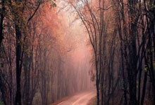 乒乓球——亚洲杯:张本美和晋级八.